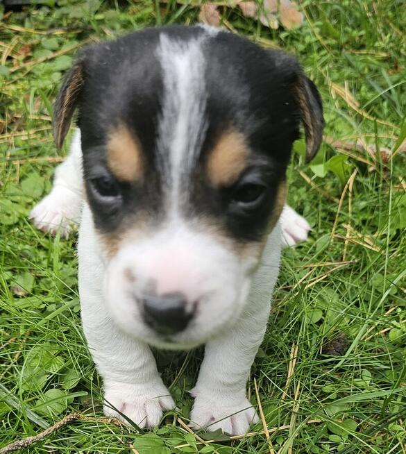Szczeniaki Jack Russell Terrier