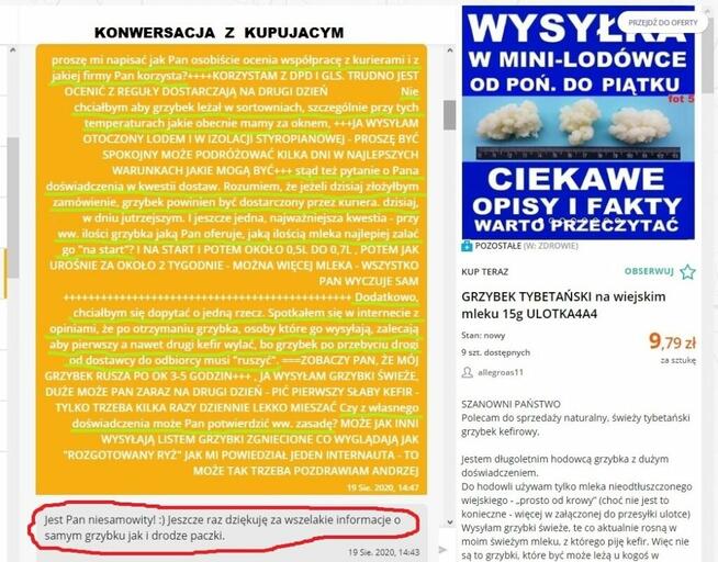 GRZYBEK TYBETAŃSKI w mini-lodówce! wiejskie mleko mleku 30g