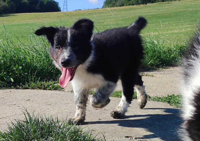 Cudna suczka mottled BORDER COLLIE - przebadani rodz, pełna