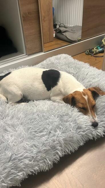Szczeniaki Jack Russell Terrier