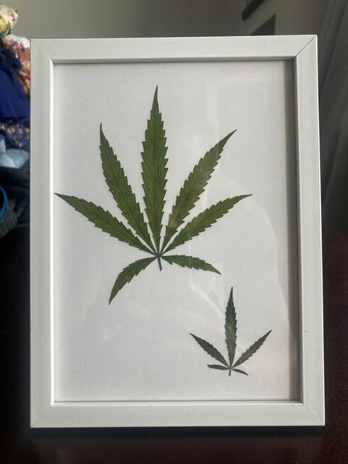 obrazek. Ususzone, sprasowane liście konopi. Obraz