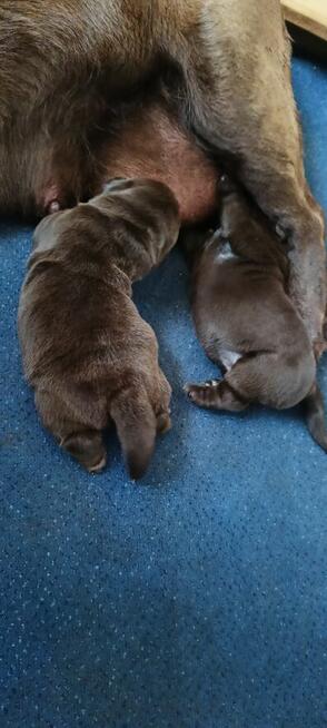 Labrador Retriever czekoladowa suczka Zkwp/FCI