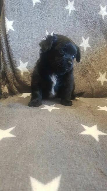 Śliczny czarny Chihuahua szuka kochającego domu!