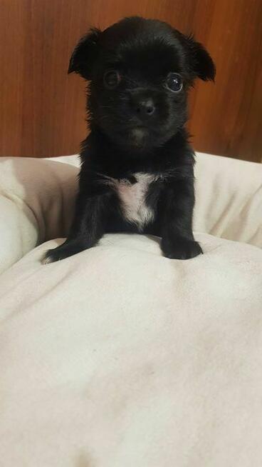 Długowłosa Chihuahua – czarna suczka