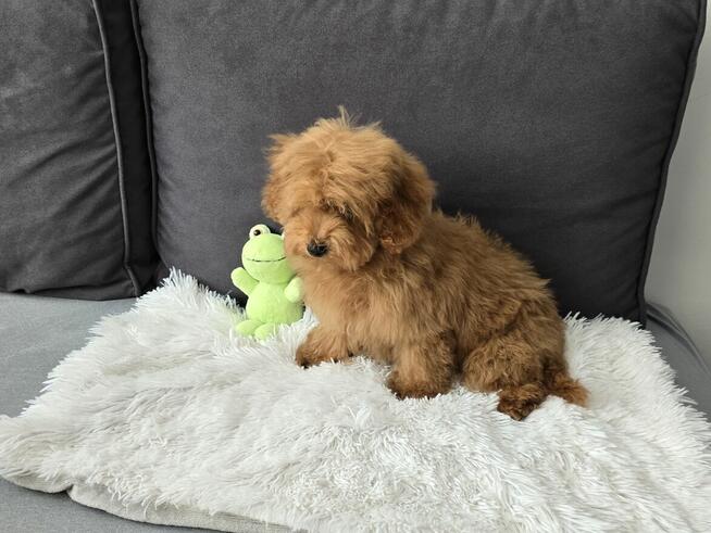 Maltipoo piękna suczka
