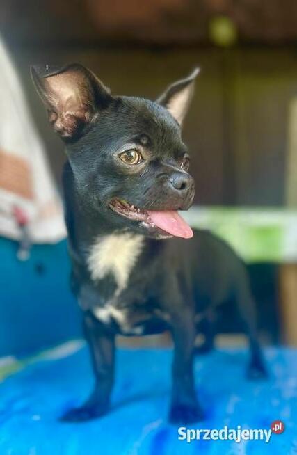 Chihuahua FCI
