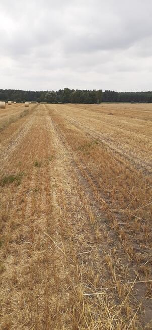 Działka 1,67 ha rolno-inwestycyjna w Lututowie