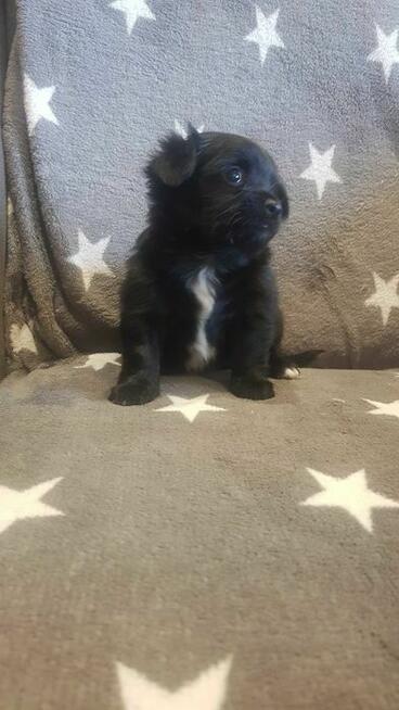 Śliczny czarny Chihuahua szuka kochającego domu!