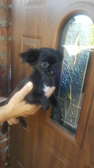 Długowłosa Chihuahua – czarna suczka