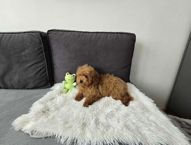 Maltipoo piękna suczka