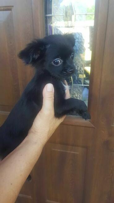 Długowłosa Chihuahua – czarna suczka