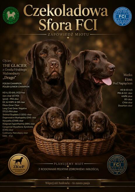 Labrador Retriever czekoladowa suczka Zkwp/FCI