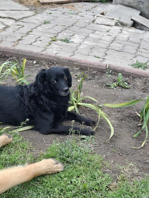 Śliczna sunia TINA