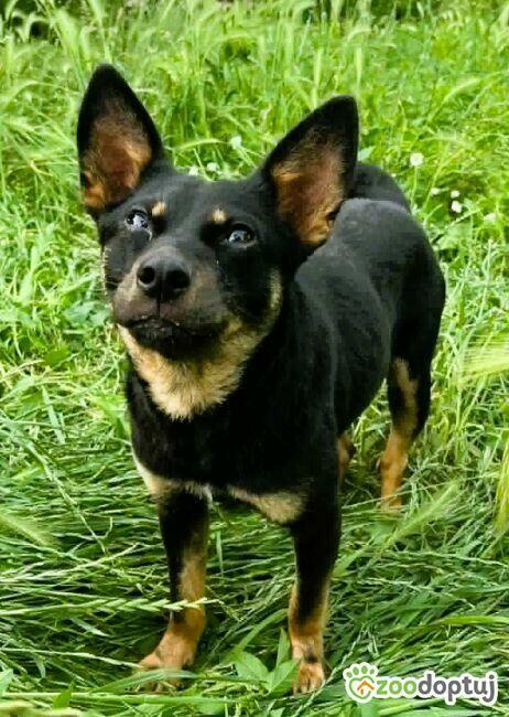 POKO - 7 kg, cudowny psiak szuka super domu