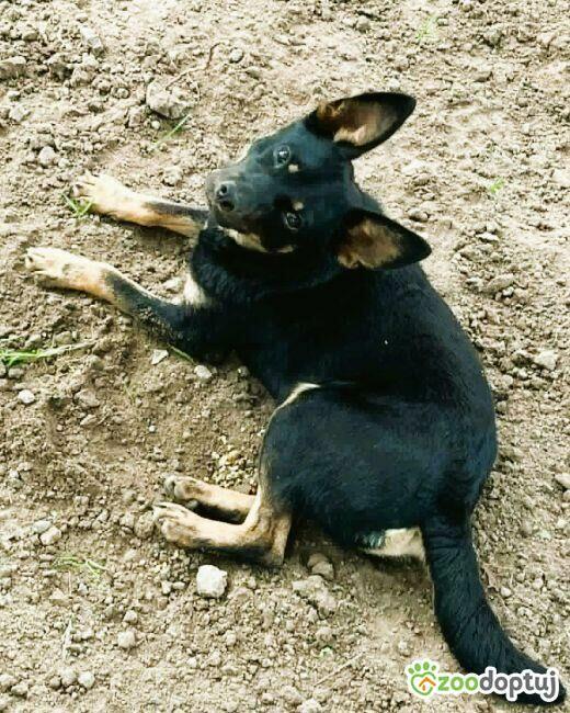 POKO - 7 kg, cudowny psiak szuka super domu
