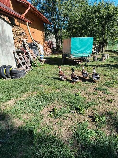 Kogut Zielononużka oraz Kaczki i Kaczory Staropolskie
