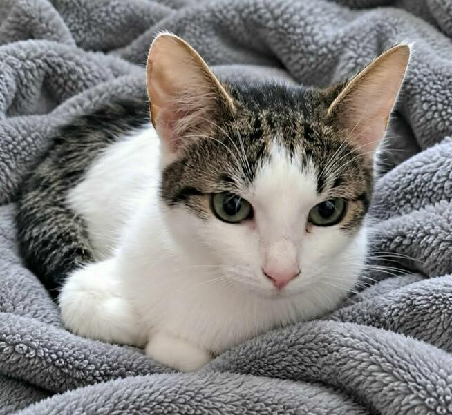 Bianka młody podrostek do adopcji