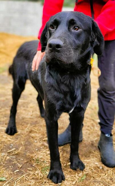 ORION - cudny psiak w typie labradora szuka domu
