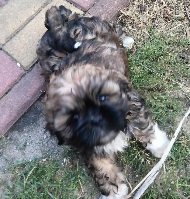 piękny szczeniak piesek shih tzu