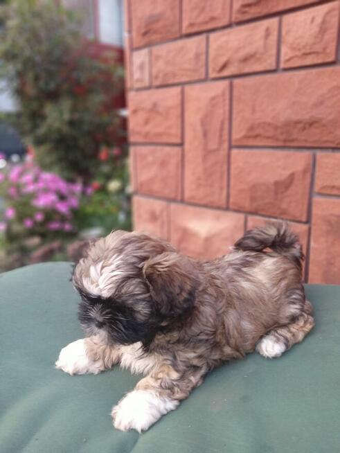 piękny szczeniak piesek shih tzu