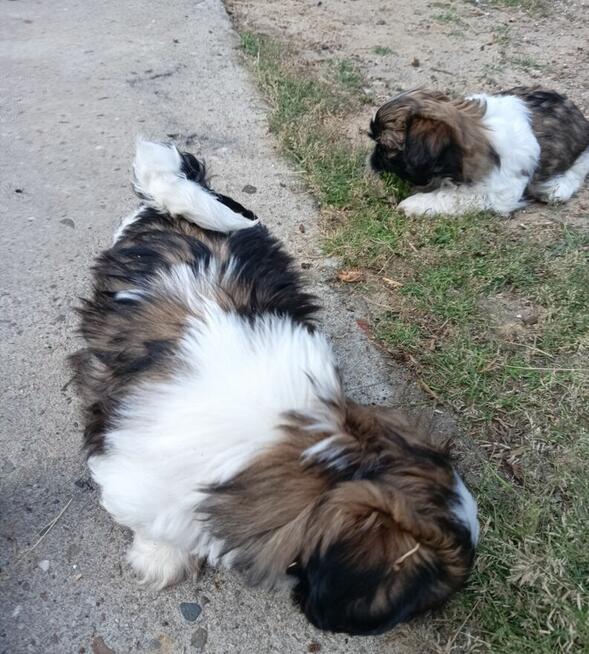 Szczeniak kolorowy piesek shih tzu