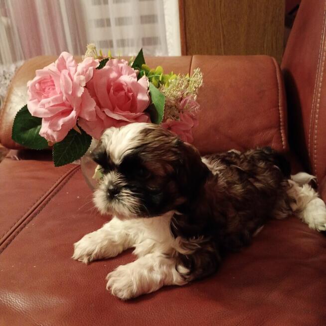 Szczeniak kolorowy piesek shih tzu