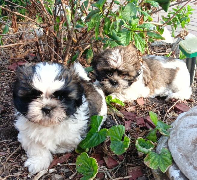 Szczeniak kolorowy piesek shih tzu