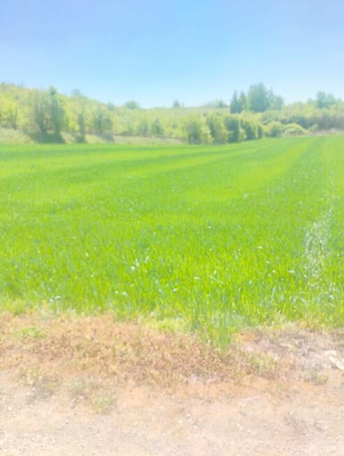 Sandomierz - dzialka 48 ar przy ul. Lipowej, mozliwy podzial