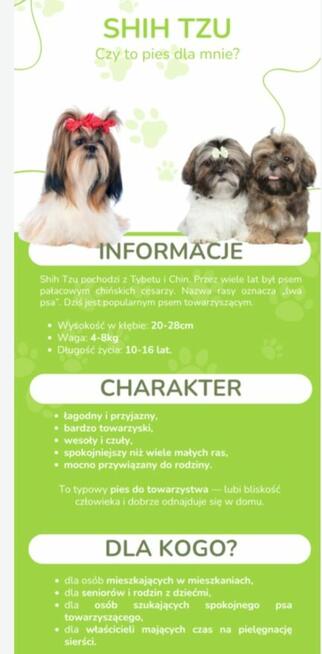Szczeniaki Shih tzu rezerwacja