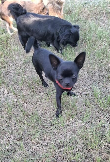 Chihuahua odchowany samczyk długowłosy oraz krótkowłosa suni