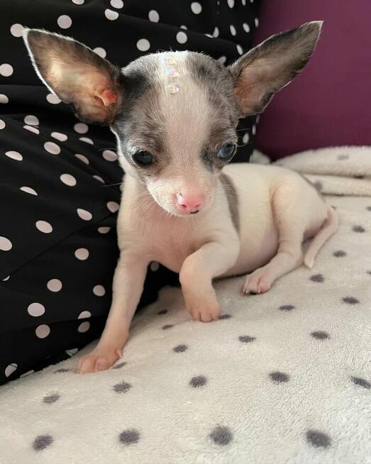 Szczenięta chihuahua na sprzedaż