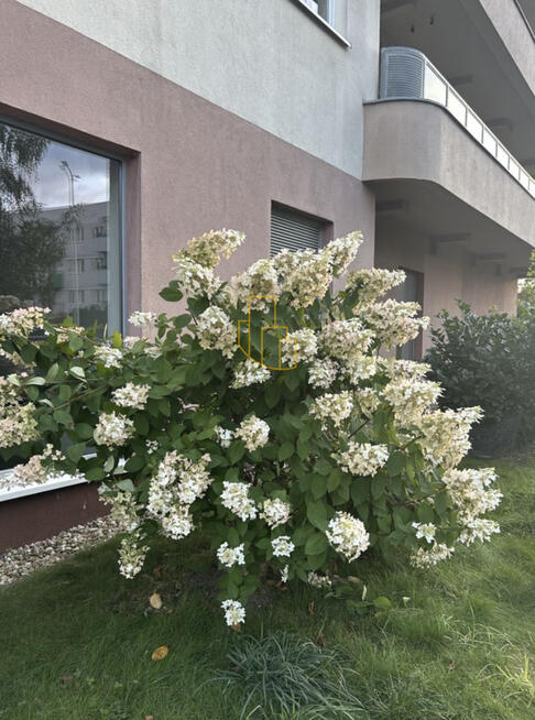 Psie/Pole/1pok./lux/2010/balkon/winda/od/zaraz/top