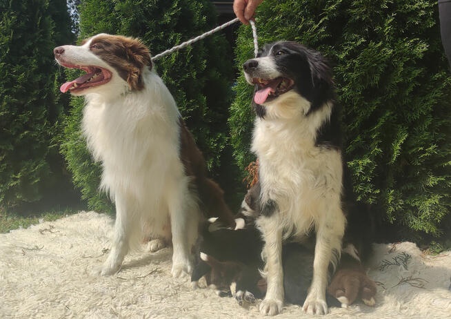 Wspaniały Pies FAZI - BORDER COLLIE z pełną dok. super rodzi