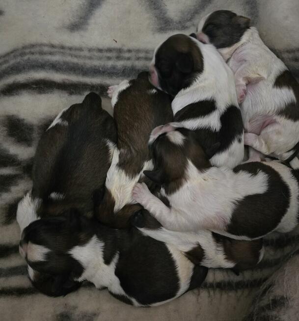 Szczeniaki Shih tzu rezerwacja