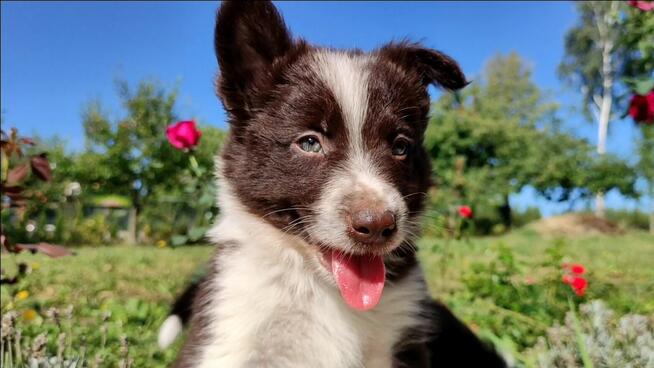 Wspaniały Pies FAZI - BORDER COLLIE z pełną dok. super rodzi