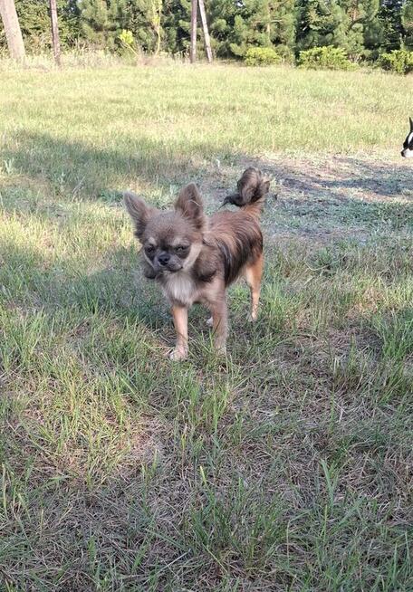 Chihuahua odchowany samczyk długowłosy oraz krótkowłosa suni
