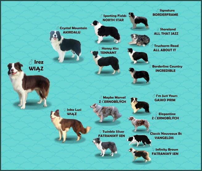 Wspaniały Pies FAZI - BORDER COLLIE z pełną dok. super rodzi