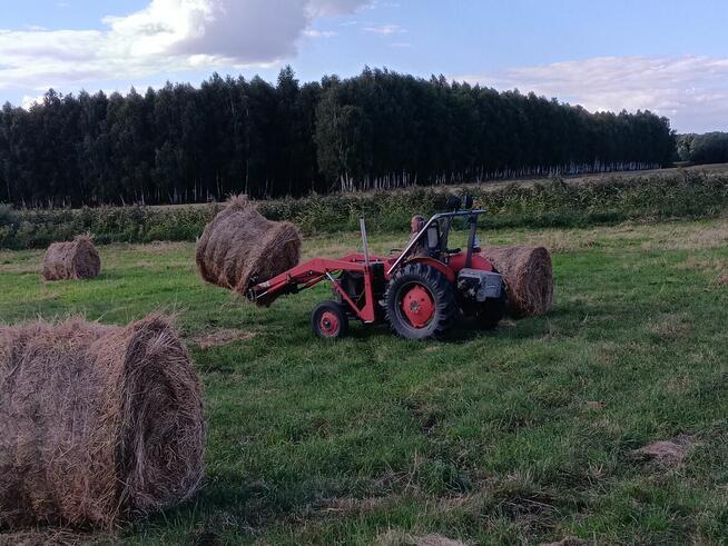 siano bele w stodole dla alpak, kóz, owiec, królików - ekstr