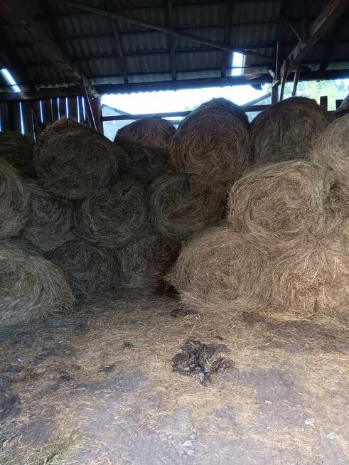 siano bele w stodole dla alpak, kóz, owiec, królików - ekstr