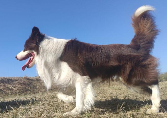 Wspaniały Pies FAZI - BORDER COLLIE z pełną dok. super rodzi