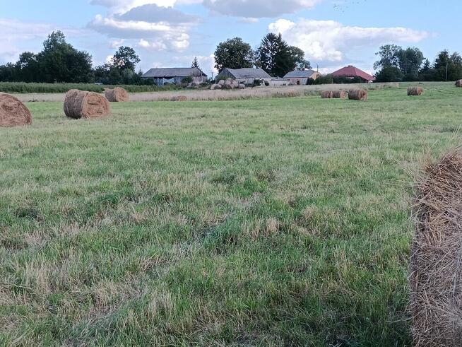 siano bele w stodole dla alpak, kóz, owiec, królików - ekstr