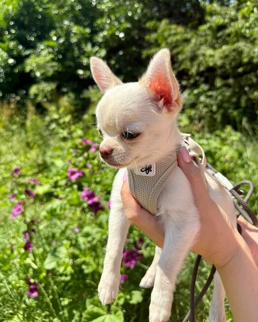 Szczenięta chihuahua na sprzedaż