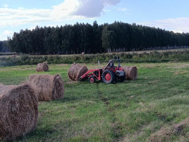 siano bele w stodole dla alpak, kóz, owiec, królików - ekstr
