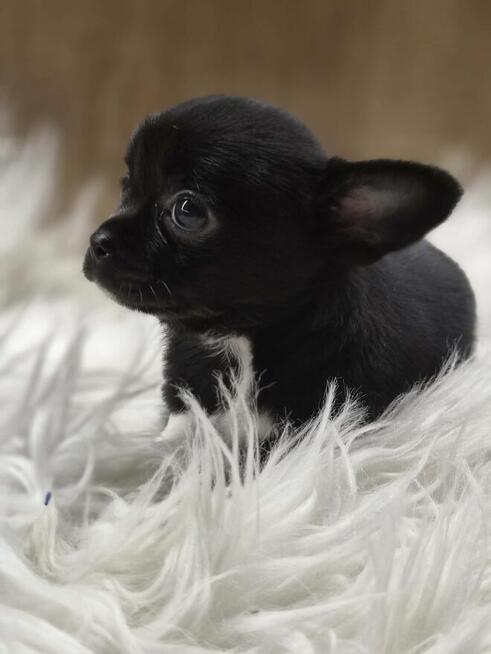 Chihuahua piękny czarny piesek pikselek