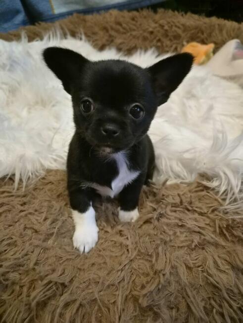 Chihuahua piękny czarny piesek pikselek