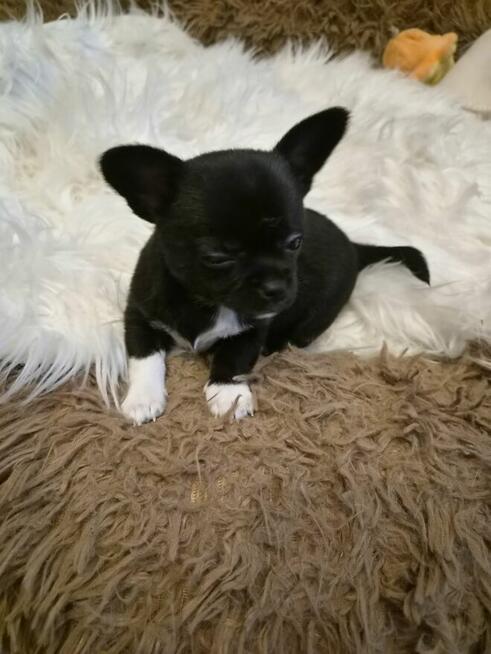 Chihuahua piękny czarny piesek pikselek