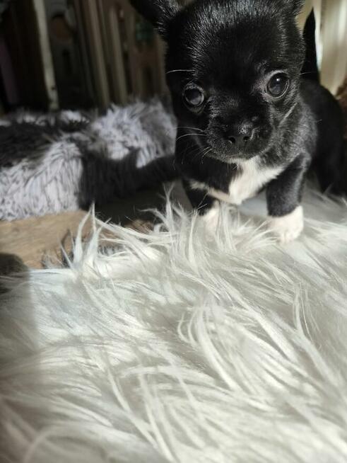 Chihuahua piękny czarny piesek pikselek