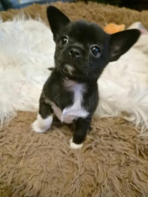 Chihuahua piękny czarny piesek pikselek