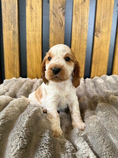 Cocker Spaniel Angielski