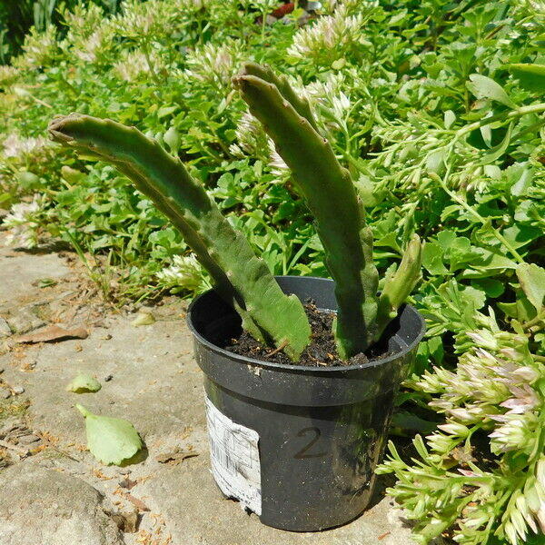 Sukulent Stapelia grandiflora włochate kwiaty